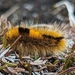 Arctic Woolly Bear Moth - Photo (c) alvanbuckley, some rights reserved (CC BY-NC), uploaded by alvanbuckley
