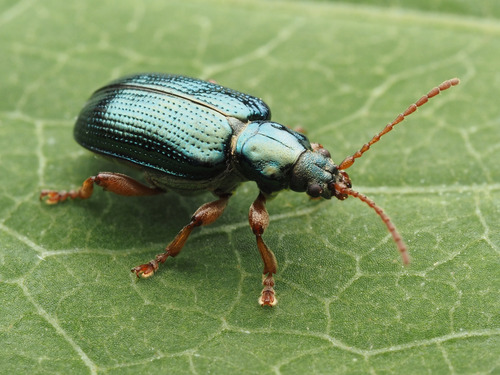 Red Aquatic Leaf Beetle