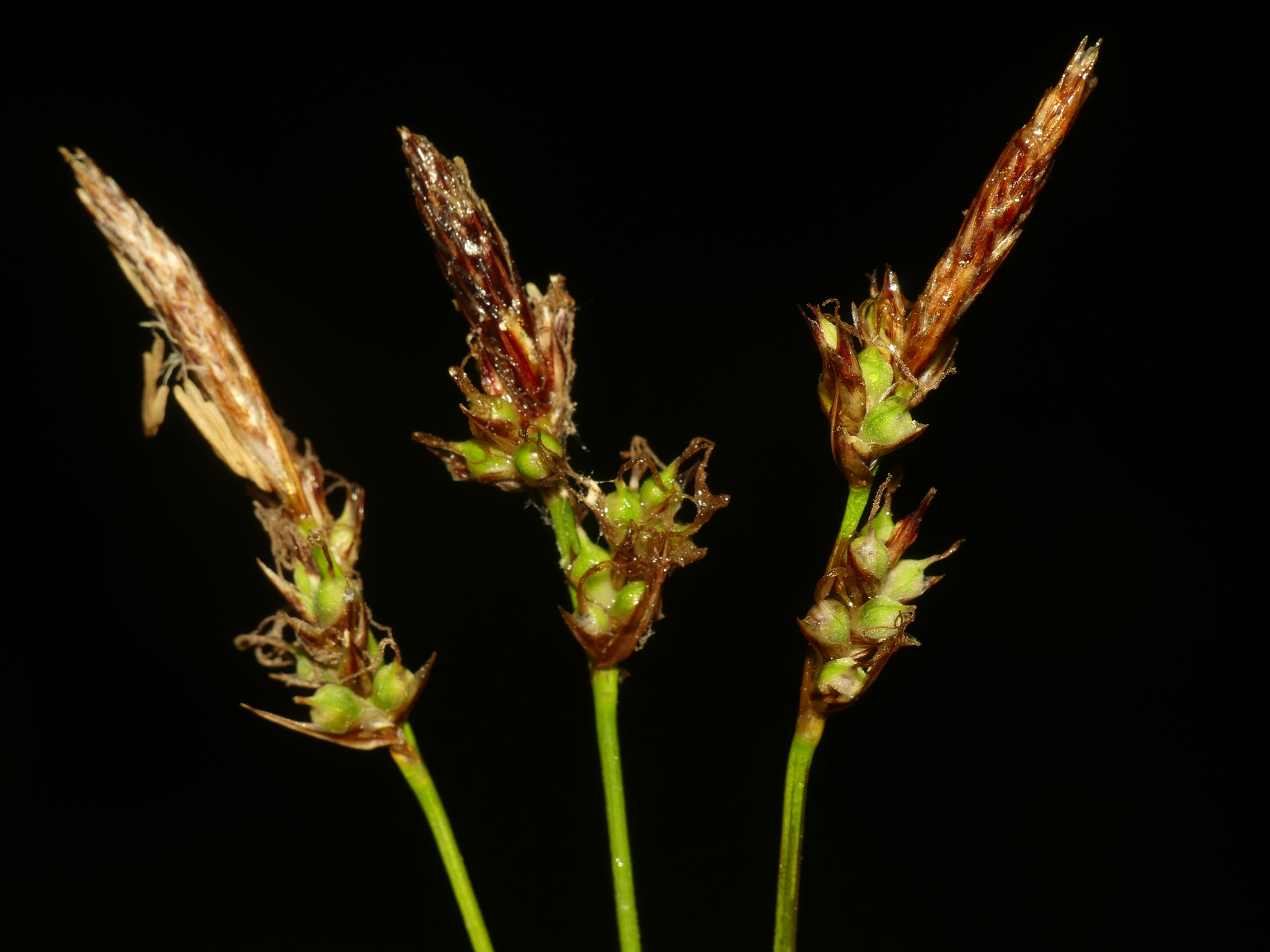 Carex lucorum