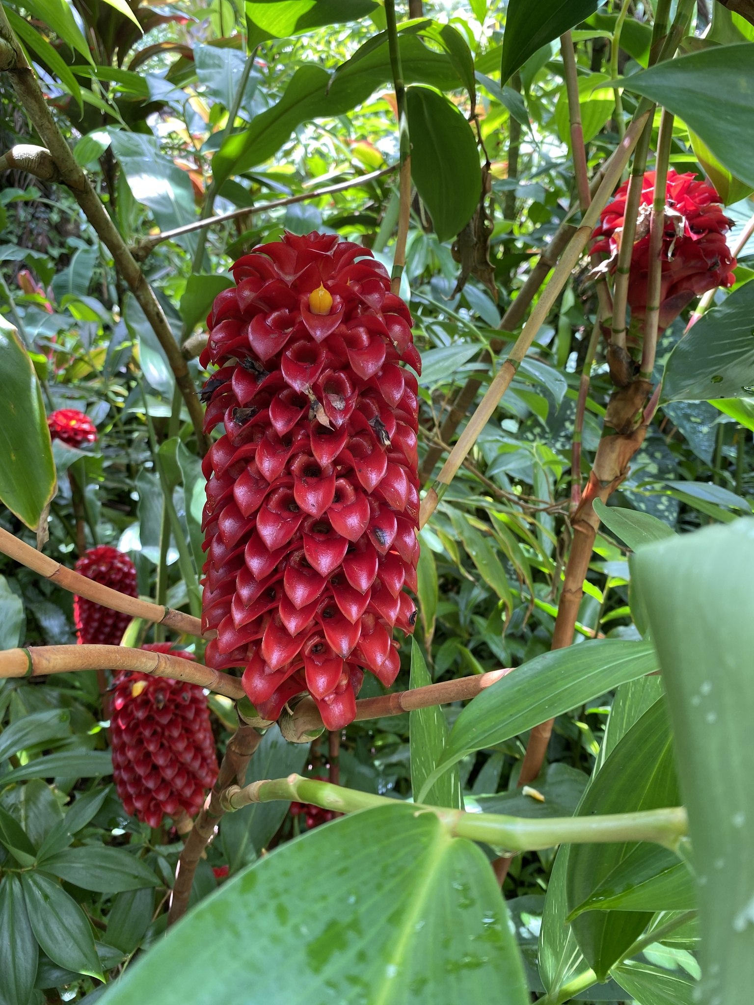 Imagem de Gengibre-vermelho