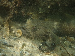 Batrachomoeus dubius