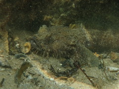 Batrachomoeus dubius
