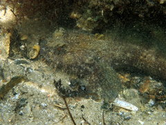 Batrachomoeus dubius