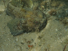 Batrachomoeus dubius
