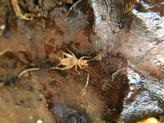 Gryllodes sigillatus