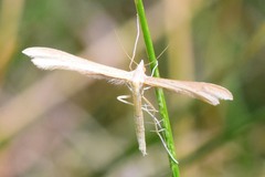 Stenoptilia pterodactyla