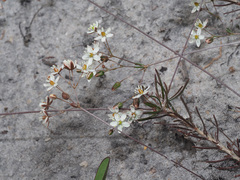 Pharnaceum elongatum