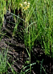 Aspidonepsis cognata