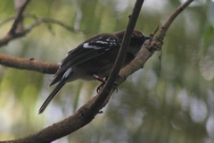 Chasiempis sandwichensis
