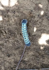 Gonimbrasia belina