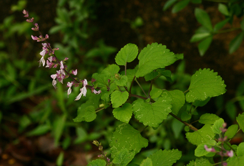 Ocimum labiatum image