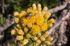 Senecio foeniculoides