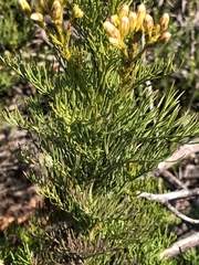 Senecio foeniculoides