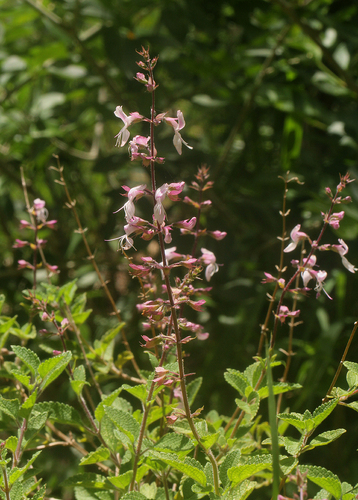 Ocimum labiatum image