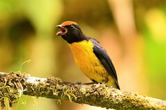 Tawny-Capped Euphonia photo 3