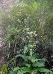 Alepidea cordifolia