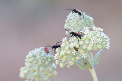 Asclepias erosa