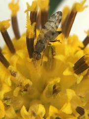 Campiglossa sororcula