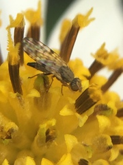 Campiglossa sororcula