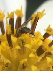 Campiglossa sororcula