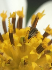 Campiglossa sororcula