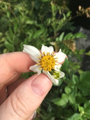 Campiglossa sororcula