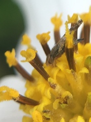 Campiglossa sororcula