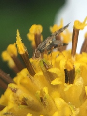 Campiglossa sororcula