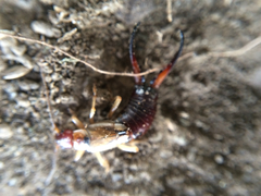 Forficula auricularia