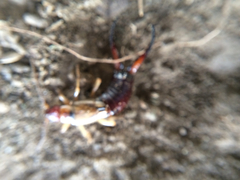 Forficula auricularia