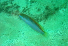 Suezichthys arquatus