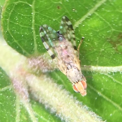 Campiglossa sororcula