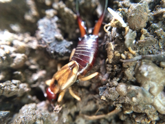 Forficula auricularia