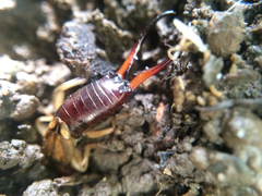 Forficula auricularia