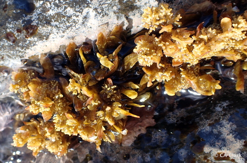 Sargassum obtusifolium observed 2018-05-23