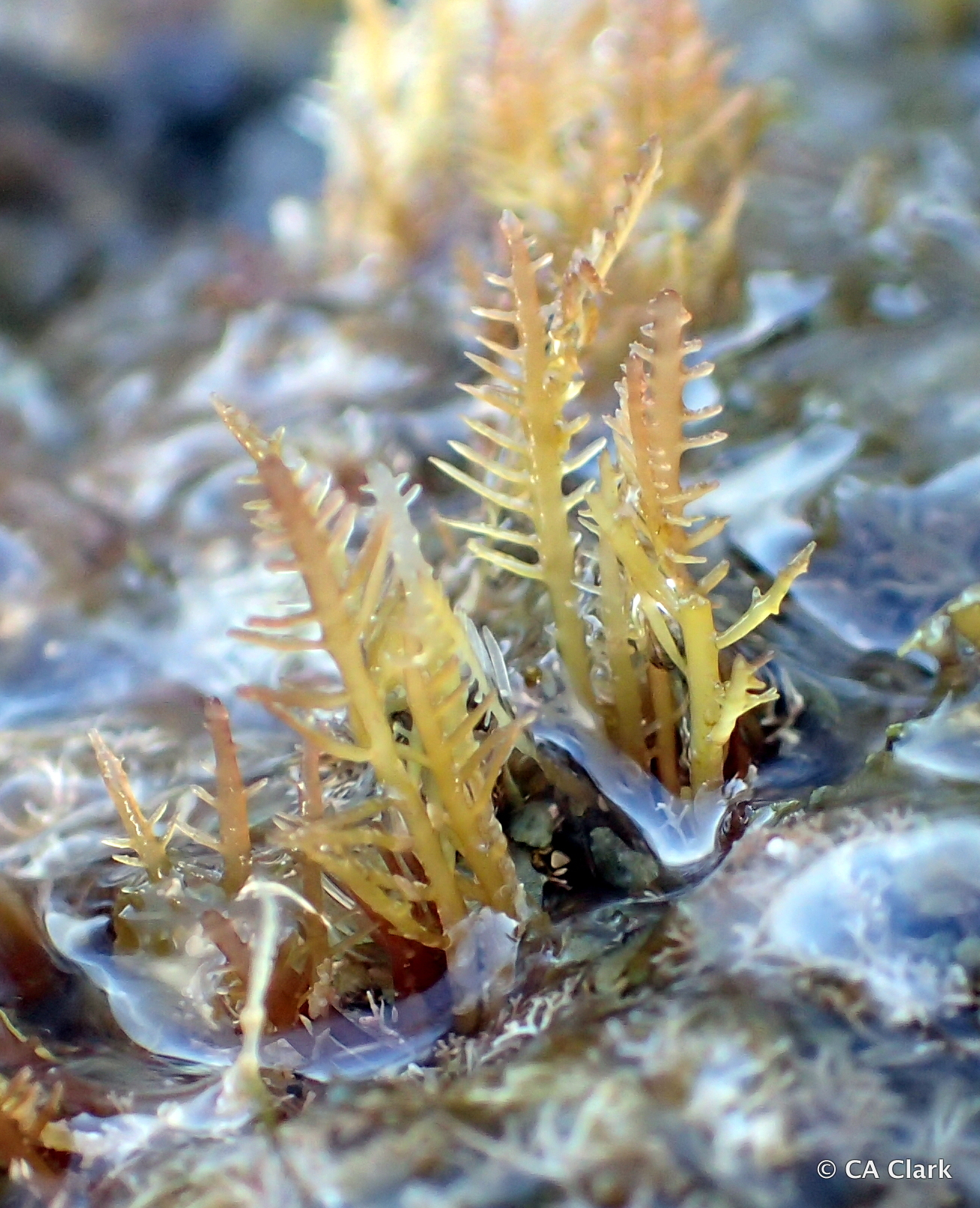 Gelidiella acerosa