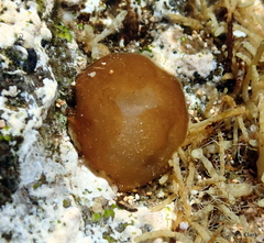 Leptolyngbya crosbyana