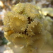 喇叭藻 - Photo 由 sea-kangaroo 所上傳的 (c) sea-kangaroo，保留部份權利CC BY-NC-ND