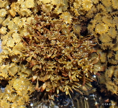 Sargassum obtusifolium