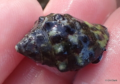 Menathais intermedia