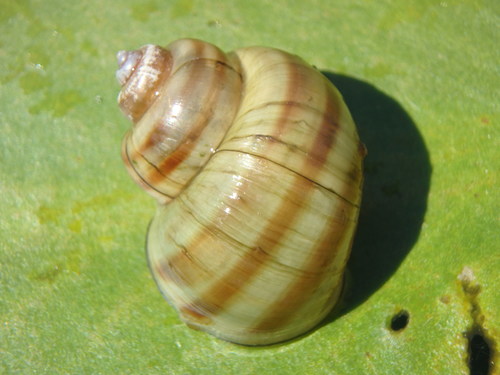 Banded Mystery Snail