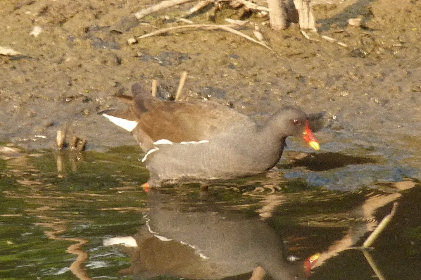 Common Moorhen