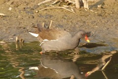 Gallinula chloropus