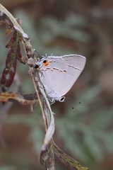 Strymon melinus pudica