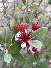 Feijoa sellowiana