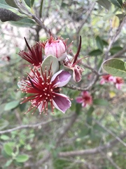 Feijoa sellowiana