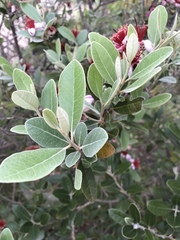Feijoa sellowiana
