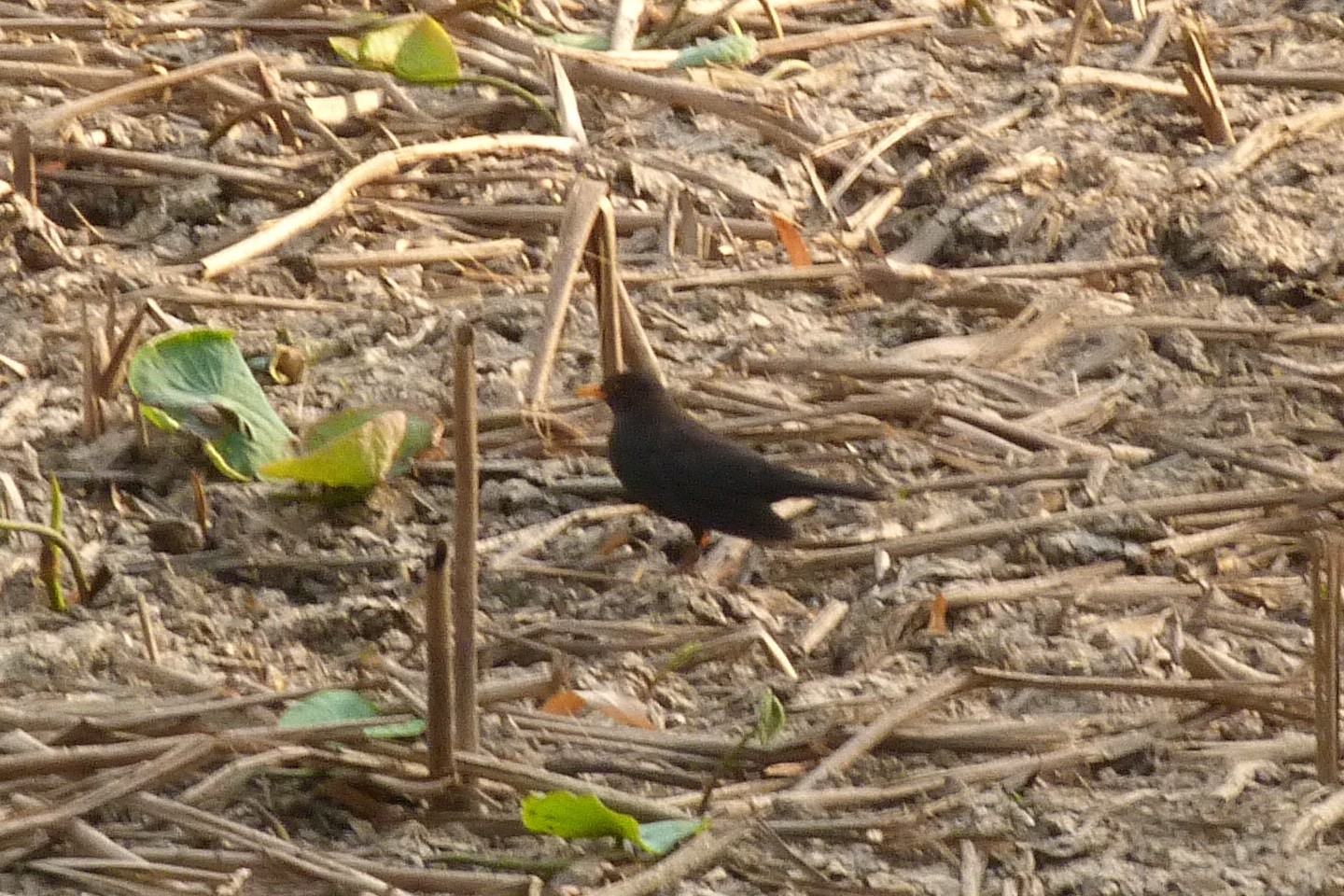 Chinese Blackbird