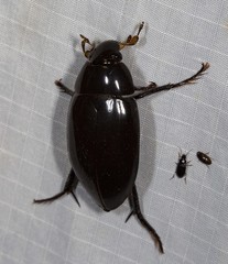 Hydrophilus pedipalpus