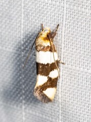 Placocosma anthopetala